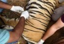 रणथंभौर में टाइगर शिफ्टिंग का सिलसिला जारी: एरोहेड की मादा शावक कनकटी को मुकुंदरा भेजा