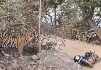 गश्त करते समय वन कर्मियों के सामने आया टाइगर RBT2511, बाइक छोड़ जिप्सी में चढ़ वनकर्मीयो ने बचाई जान