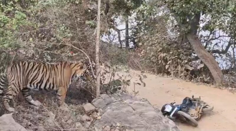 गश्त करते समय वन कर्मियों के सामने आया टाइगर RBT2511, बाइक छोड़ जिप्सी में चढ़ वनकर्मीयो ने बचाई जान