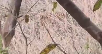 रणथंभौर में मां-बेटी बाघिनों के बीच संघर्ष, क्षेत्र को लेकर आमने-सामने