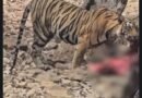 रणथंभौर में बाघिन शक्ति के शावक ने किया सांभर का शिकार, पर्यटकों के सामने दिखी जंगल की अनोखी पाठशाला