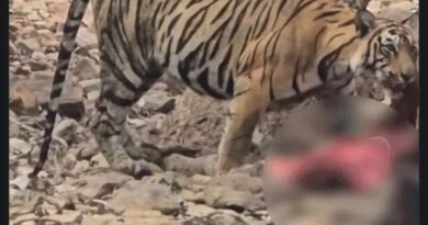 रणथंभौर में बाघिन शक्ति के शावक ने किया सांभर का शिकार, पर्यटकों के सामने दिखी जंगल की अनोखी पाठशाला