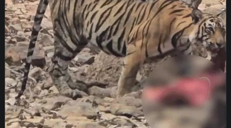रणथंभौर में बाघिन शक्ति के शावक ने किया सांभर का शिकार, पर्यटकों के सामने दिखी जंगल की अनोखी पाठशाला