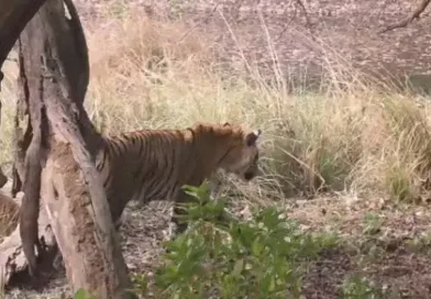 रणथंभौर में खुशखबरी: बाघिन टी-124 रिद्धी तीसरी बार बनी मां, एक शावक के साथ दिखी