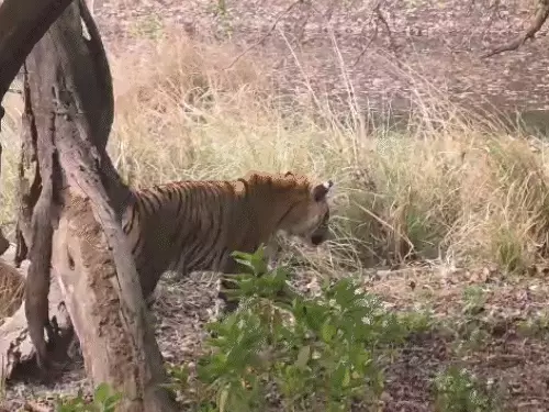 रणथंभौर में खुशखबरी: बाघिन टी-124 रिद्धी तीसरी बार बनी मां, एक शावक के साथ दिखी